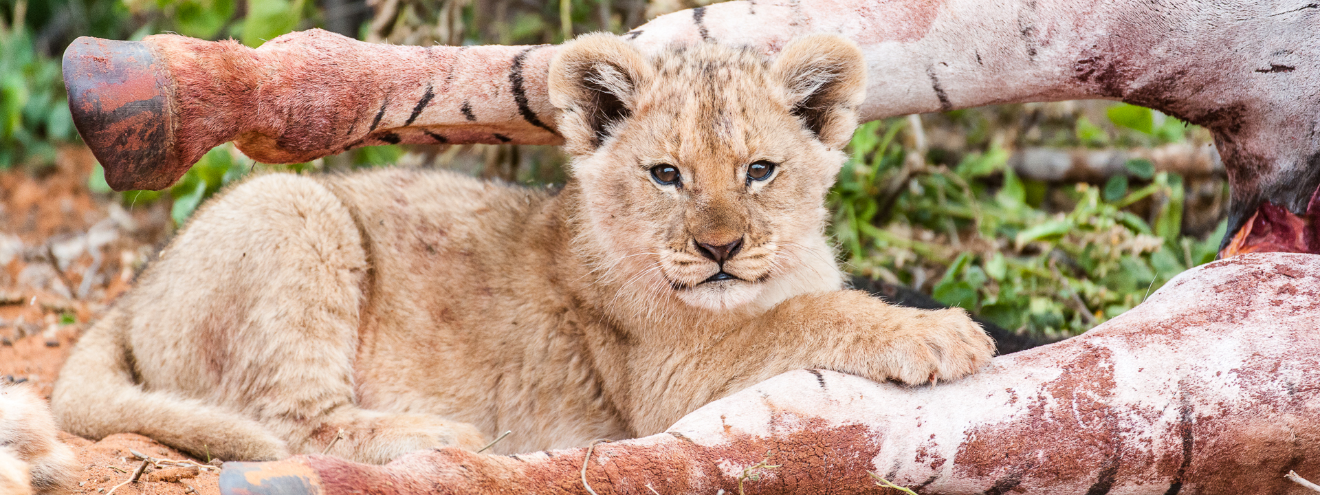 lion cub lying between zebra legs
